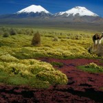 El Mundo verde Travel