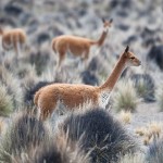 El Mundo verde Travel