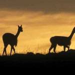 El Mundo verde Travel